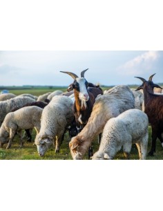 base-email-éleveurs-de-moutons-et-chèvres (élevage d’ovins et de caprins)